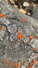 Amphilogia gyrosa