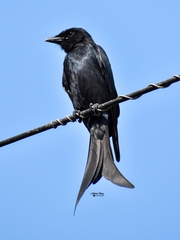 Dicrurus macrocercus