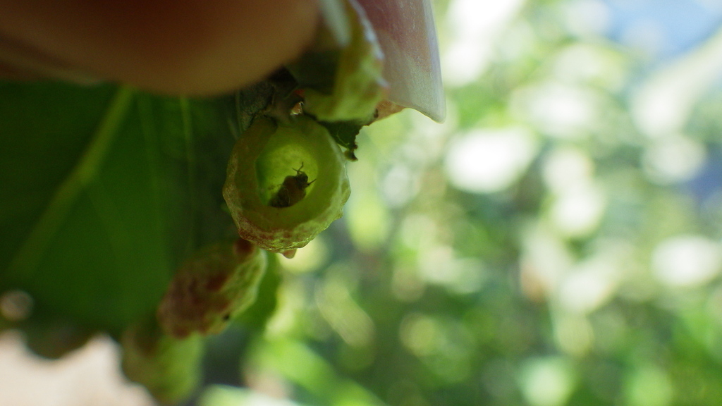 Woolly Aphids and Gall-making Aphids from Spokane, Washington, United ...