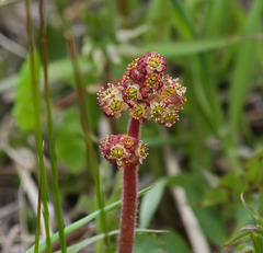 Micranthes subapetala