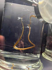 Nemichthys scolopaceus