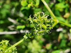 Valerianella