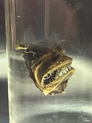 Melanocetus johnsonii