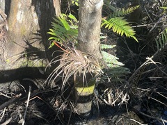 Tillandsia variabilis