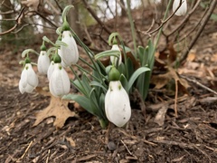 Galanthus elwesii