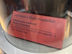 Melanocetus johnsonii