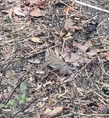 Spizella passerina