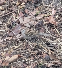 Spizella passerina