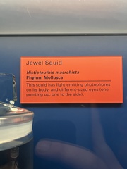 Histioteuthis macrohista