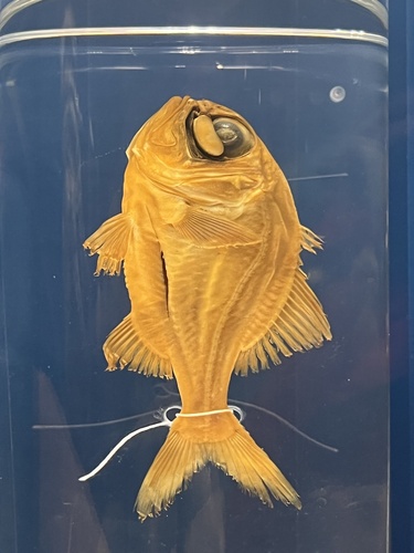 Atlantic flashlightfish (Kryptophanaron alfredi) — Anomalopidae — 2