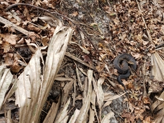 Sistrurus miliarius barbouri