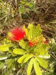Calliandra