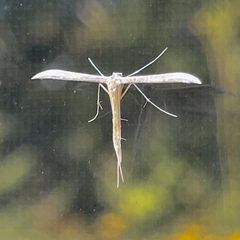 Hellinsia homodactylus