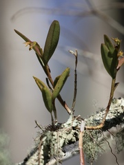 Epidendrum rigidum