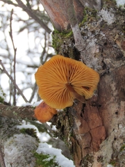 Flammulina