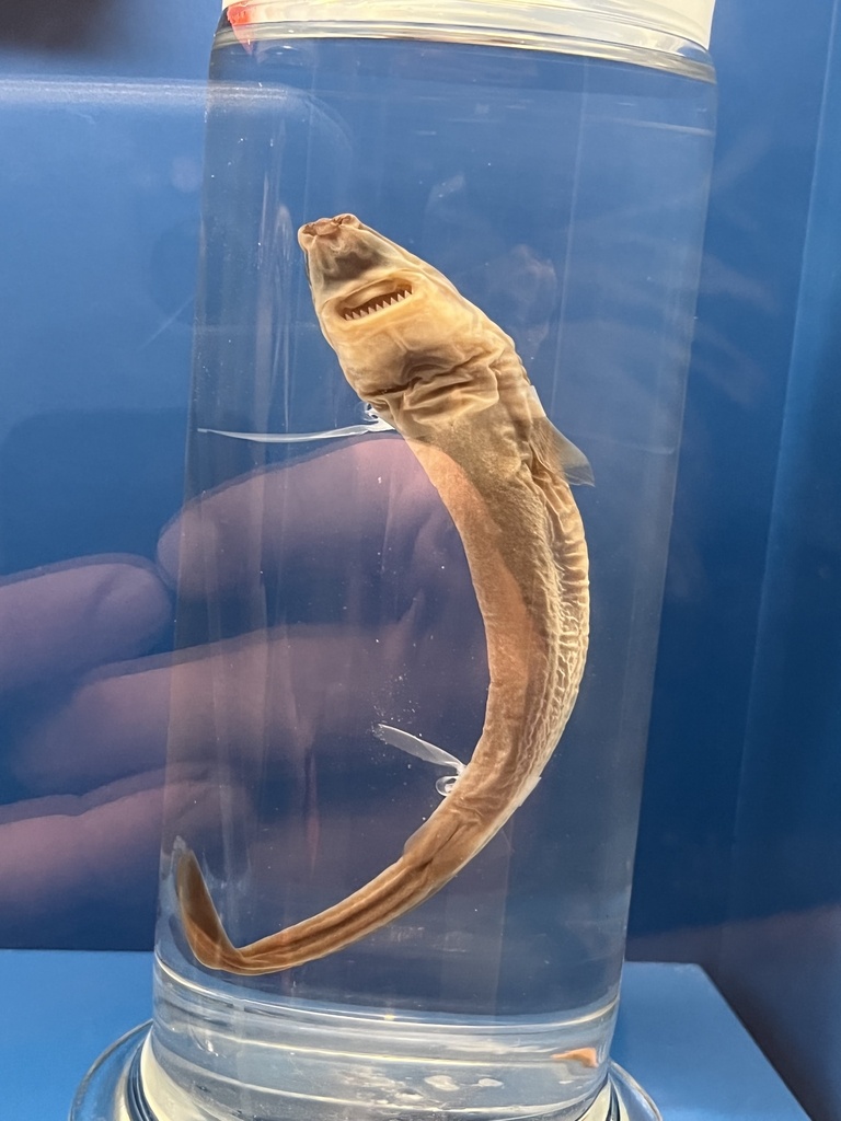 Smalltooth Cookiecutter Shark from National Museum of Natural History ...