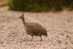 Eudromia elegans