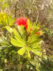 Calliandra