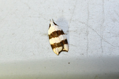 Zonopetala divisella