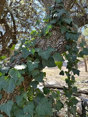 Hedera rhombea