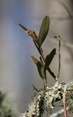 Epidendrum rigidum