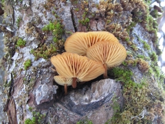 Flammulina