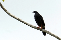 Geranospiza caerulescens