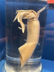 Onychoteuthis borealijaponica