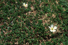 Ranunculus pyrenaeus