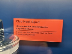 Onychoteuthis borealijaponica