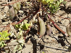 Astragalus guttatus