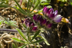 Lupinus microcarpus