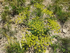 Zosima absinthifolia