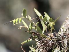 Epidendrum rigidum