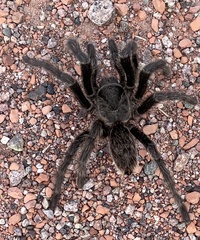 Grammostola inermis
