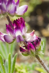 Lupinus microcarpus