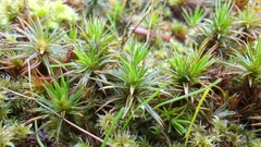 Polytrichum juniperinum