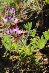 Lupinus microcarpus