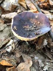 Russula