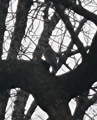 Melanerpes carolinus