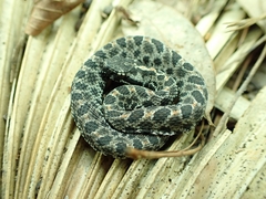 Sistrurus miliarius barbouri