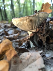 Russula
