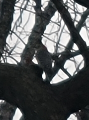 Melanerpes carolinus