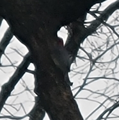 Melanerpes carolinus