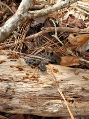 Sistrurus miliarius barbouri