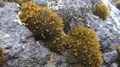 Schistidium maritimum