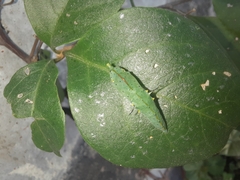 Leptophobia aripa