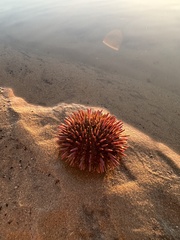 Mesocentrotus franciscanus