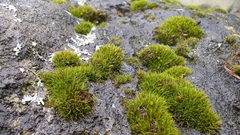 Schistidium maritimum