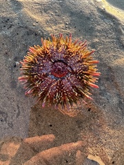 Mesocentrotus franciscanus